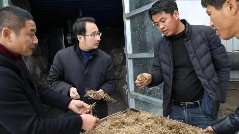 姚磊(左二）与村干部研究龙胆草中药材