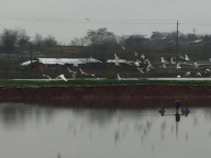 W020190104333509173306