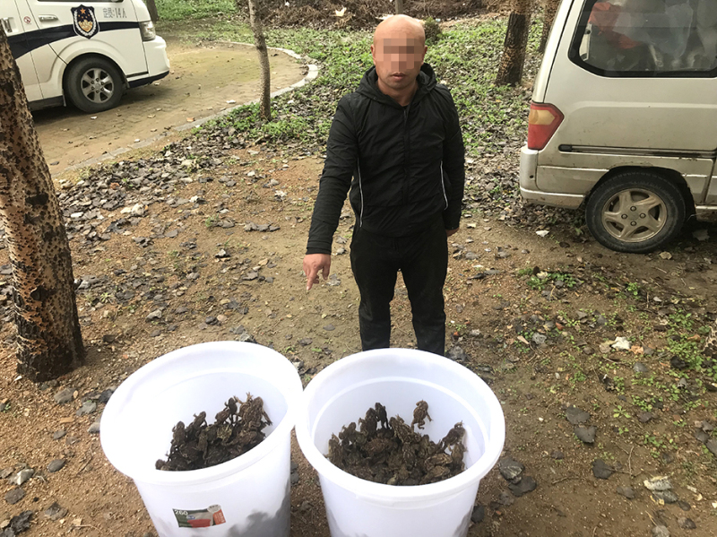 犯罪嫌疑人指认被缴获的中华蟾蜍（打码）