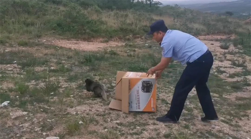绥中公安放野猪