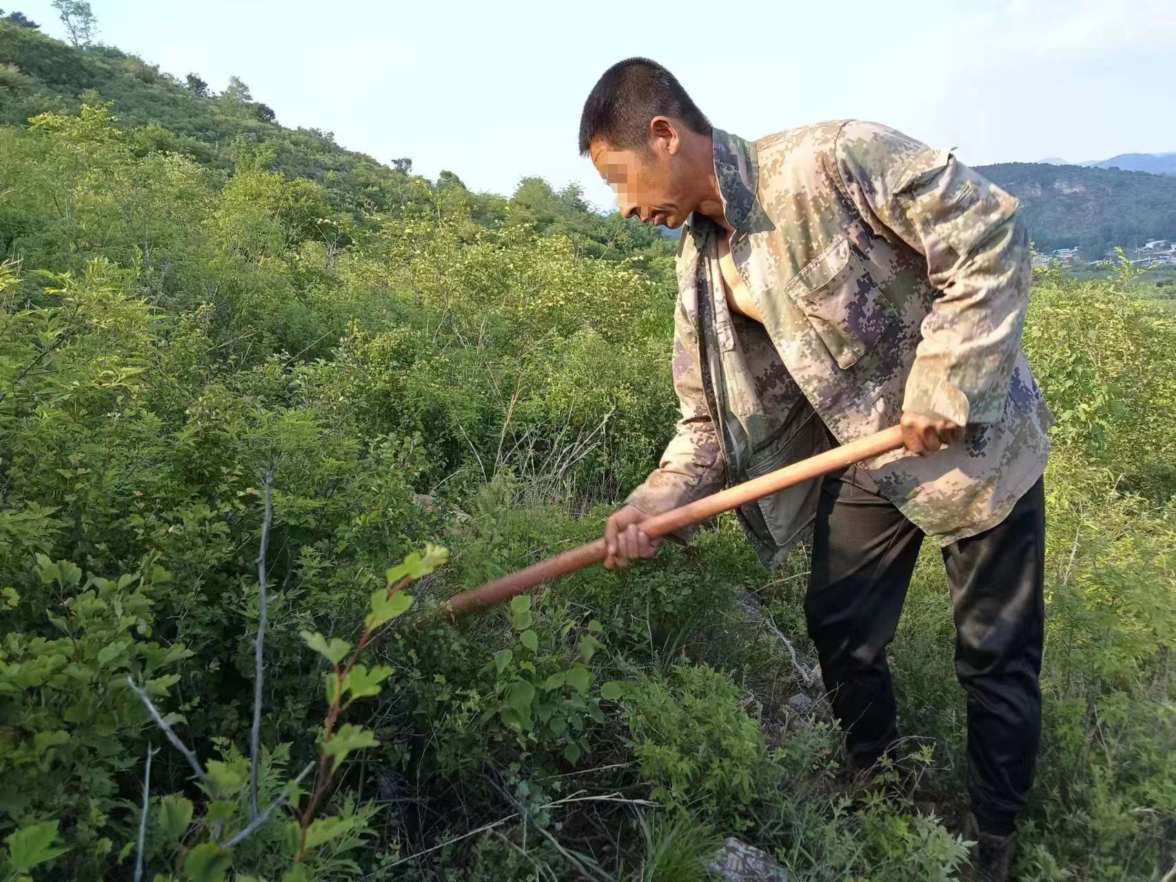 图为崔某正在打理修复的山林地。（人物面部打码）