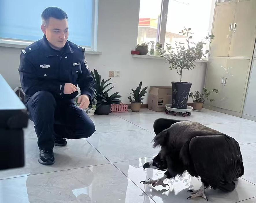 救助大鸟