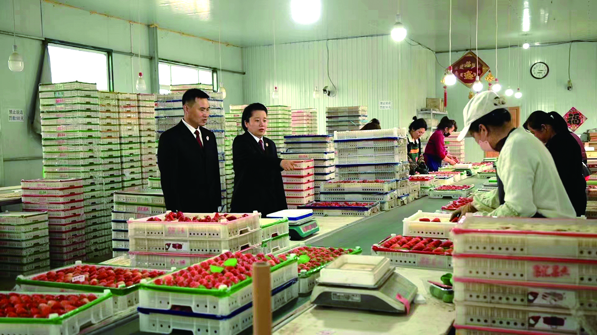 办案检察官到农场草莓打包点调查