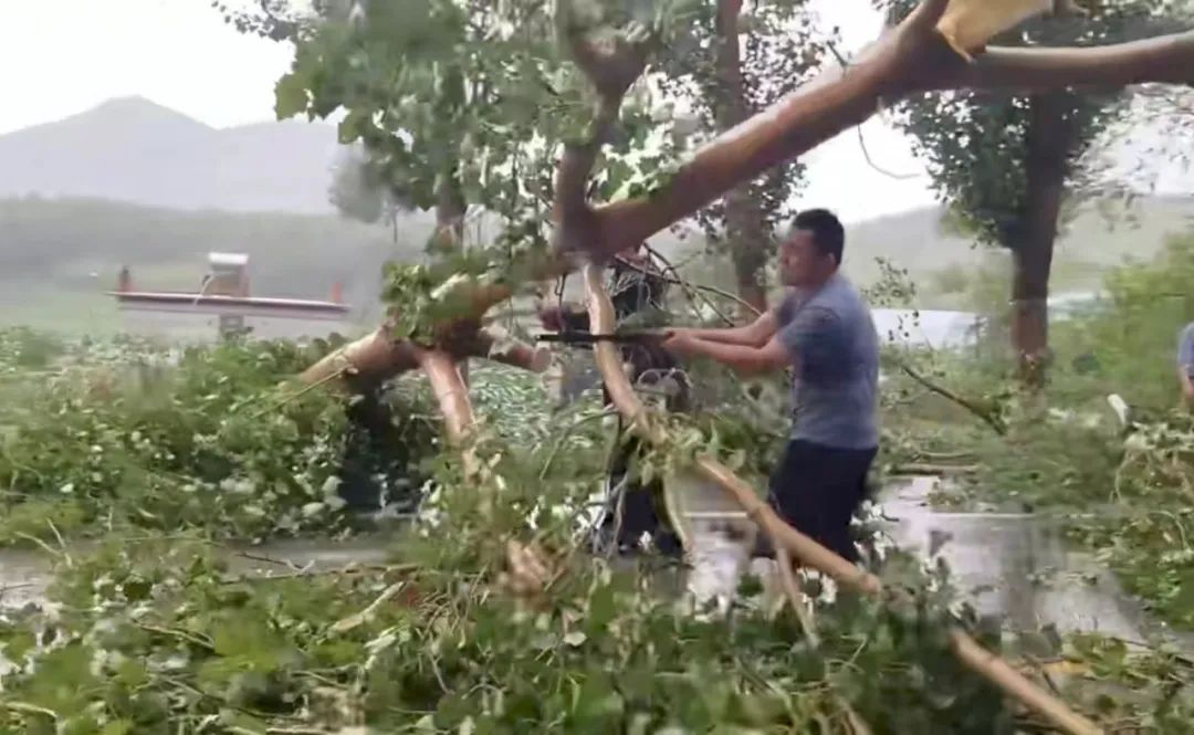 王天宇锯断树干疏导交通