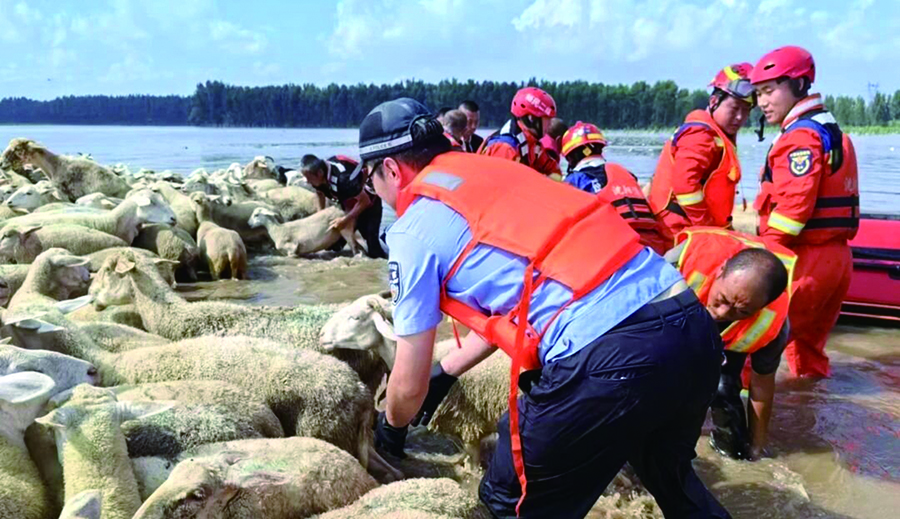 【新民】900头羊