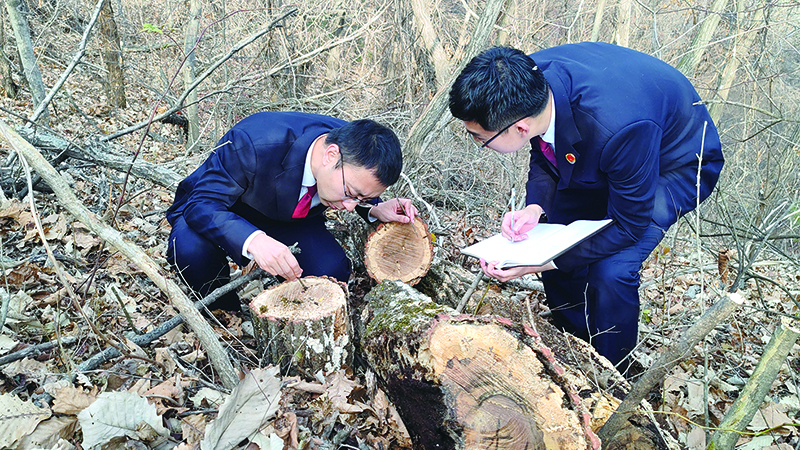 检察官现场勘查树木遭受虫害情况