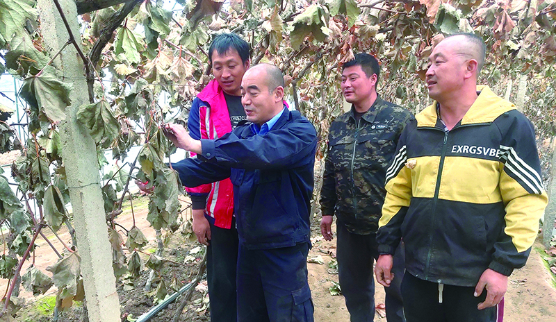 申广业（左二）组织村里技术骨干对葡萄树秋季修剪开展交流