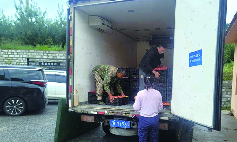 分拣好的李子装上运输车