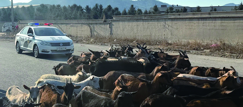 头题图3，警车护送羊群回家