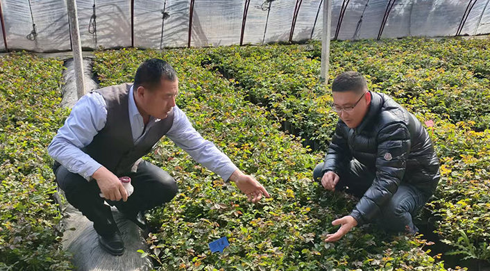 月季花卉产业联合党委与种植大户交流
